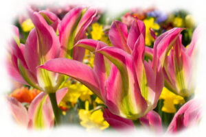 Frühlingsblumen