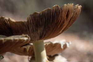 Herbsttimmung